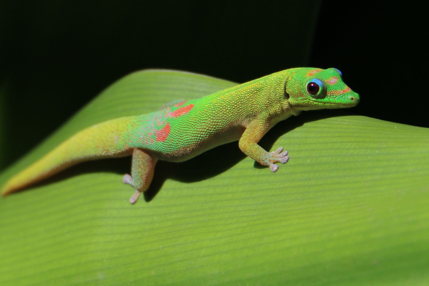 Gecko